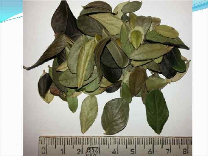 Показания к применению : в комплексной терапии: пиелонефрит, простатит, гонорея, отечный синдром, нефропатия Показания к применению : в комплексной терапии: пиелонефрит, простатит, гонорея, отечный синдром, нефропатия