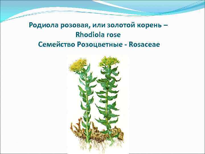 Показания к применению : астения, повышенная утомляемость, неврастенические состояния, артериальная гипотензия, реконвалесценция после Показания к применению : астения, повышенная утомляемость, неврастенические состояния, артериальная гипотензия, реконвалесценция после