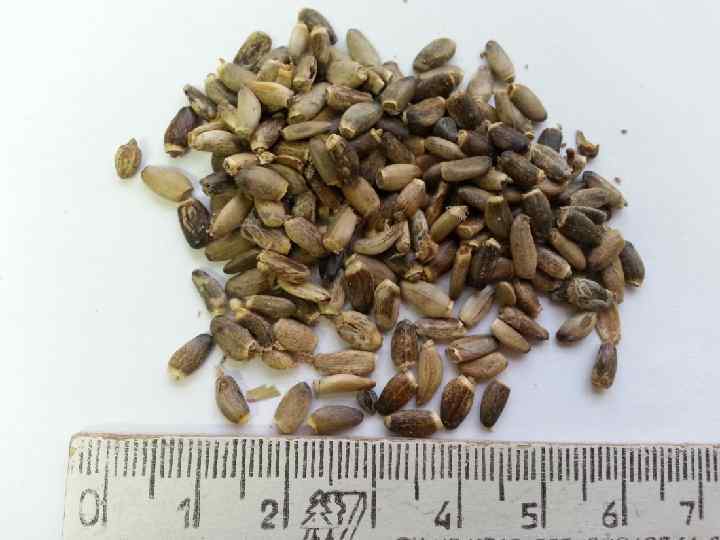 Сырье: корневища и корни элеутерококка Химический состав: элеутерозиды – производные лигнанов и сирингорезинола Фармакологическая Сырье: корневища и корни элеутерококка Химический состав: элеутерозиды – производные лигнанов и сирингорезинола Фармакологическая