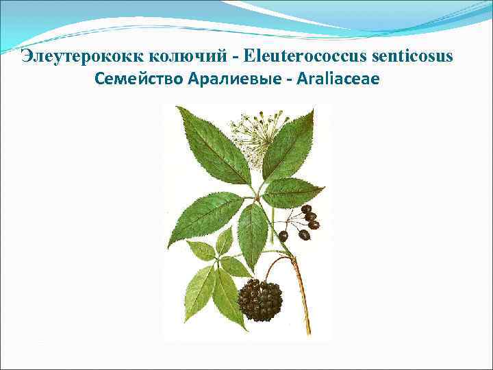 Количественное определение элеутерозида В Экстракция 60% этанолом на водяной бане Количественное определение элеутерозида В Экстракция 60% этанолом на водяной бане
