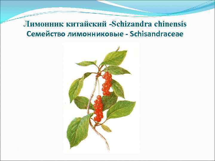 Кумарины – природные соединения, в основе строения которых лежит 9, 10 - бензо- альфа Кумарины – природные соединения, в основе строения которых лежит 9, 10 - бензо- альфа