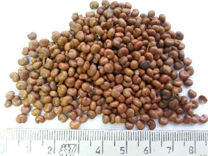 Донник лекарственный -Melilotus officinalis Семейство бобовые Fabaceae Донник лекарственный -Melilotus officinalis Семейство бобовые Fabaceae