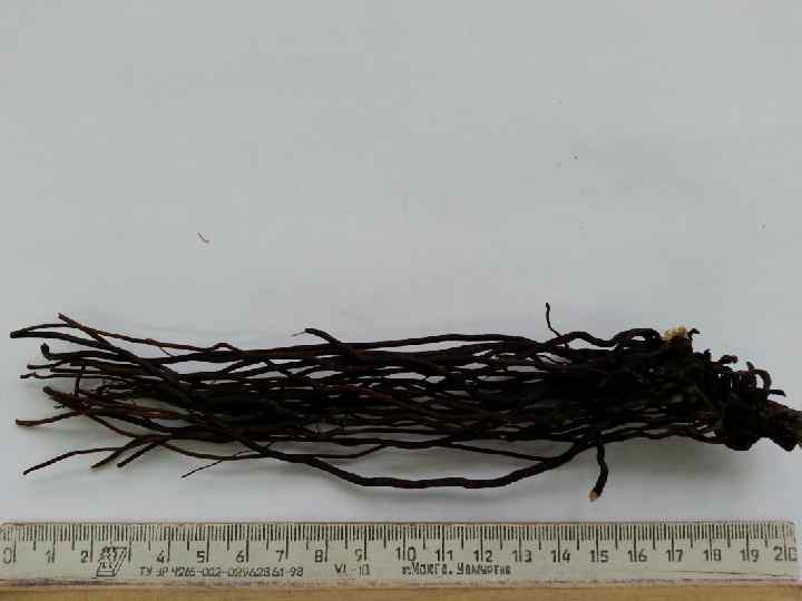 Амми большая - Ammi major Семейство зонтичные - Apiaceae Амми большая - Ammi major Семейство зонтичные - Apiaceae