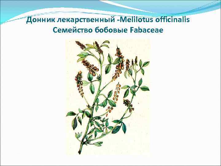 Амми зубная или виснага морковевидная - Visnaga daucoides Семейство зонтичные -Apiaceae Амми зубная или виснага морковевидная - Visnaga daucoides Семейство зонтичные -Apiaceae