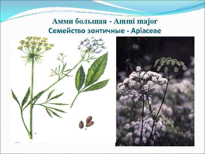 Псоралея костянковая - Psoralea drupacea Семейство бобовые -Fabaceae Псоралея костянковая - Psoralea drupacea Семейство бобовые -Fabaceae