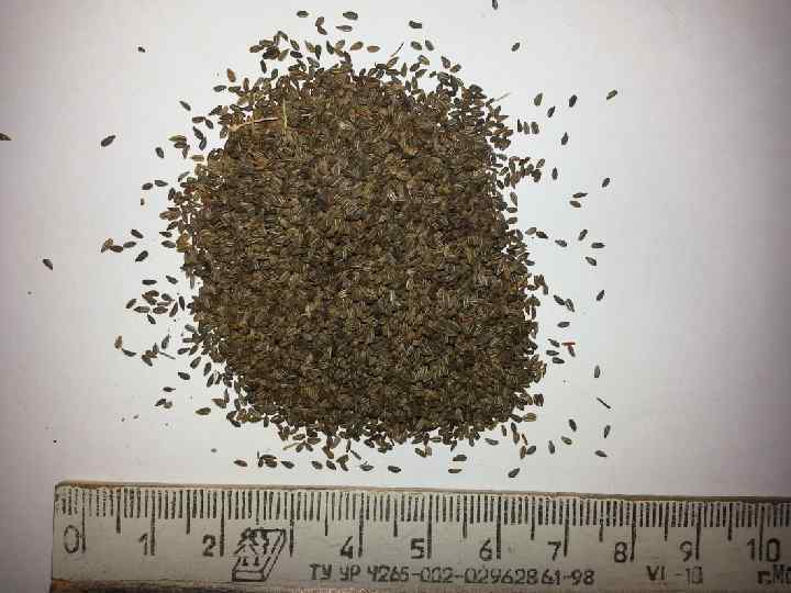 Сырье: плоды псоралеи Химический состав: фуранохромоны (псорален) Применение: фотосенсибилизатор. Препарат «Псорален» Сырье: плоды псоралеи Химический состав: фуранохромоны (псорален) Применение: фотосенсибилизатор. Препарат «Псорален»