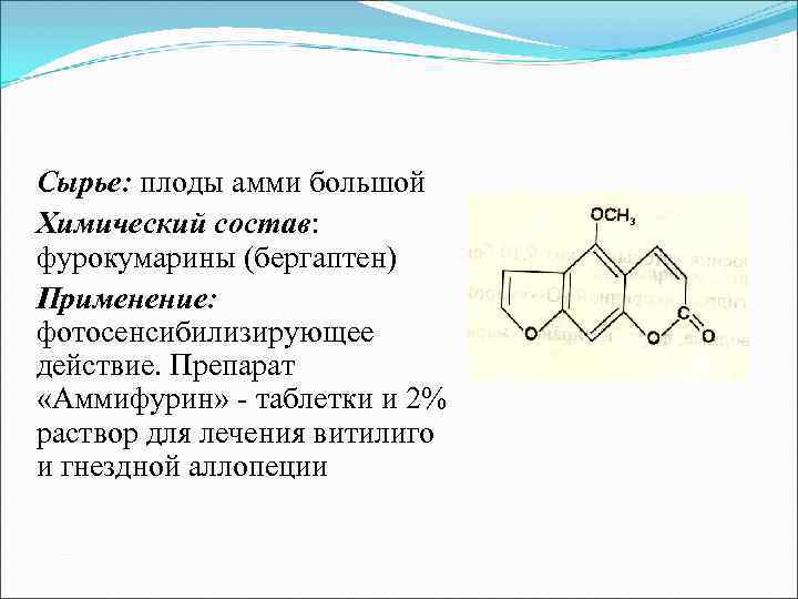 Вздутоплодник сибирский - Phlojodicarpus sibiricus Семейство зонтичные - Apiaceae Вздутоплодник сибирский - Phlojodicarpus sibiricus Семейство зонтичные - Apiaceae