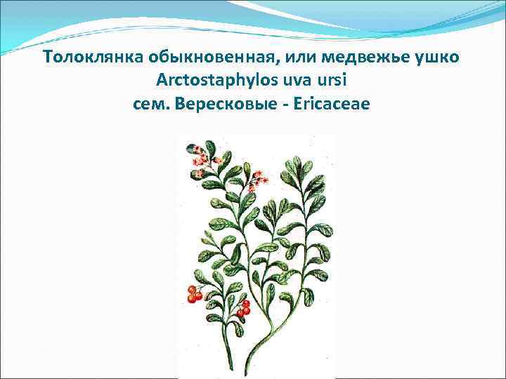 Толоклянка обыкновенная, или медвежье ушко Arctostaphylos uva ursi сем. Вересковые Толоклянка обыкновенная, или медвежье ушко Arctostaphylos uva ursi сем. Вересковые