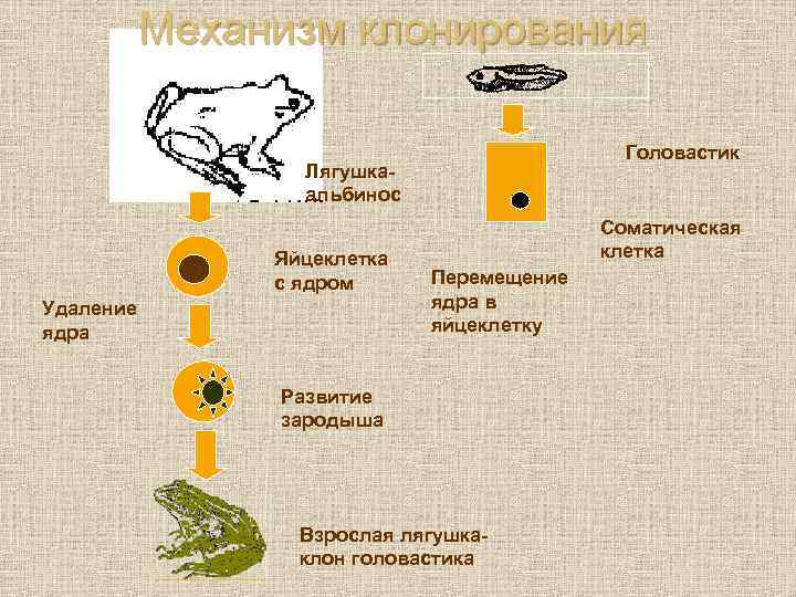   Механизм клонирования    Головастик    Лягушка-  