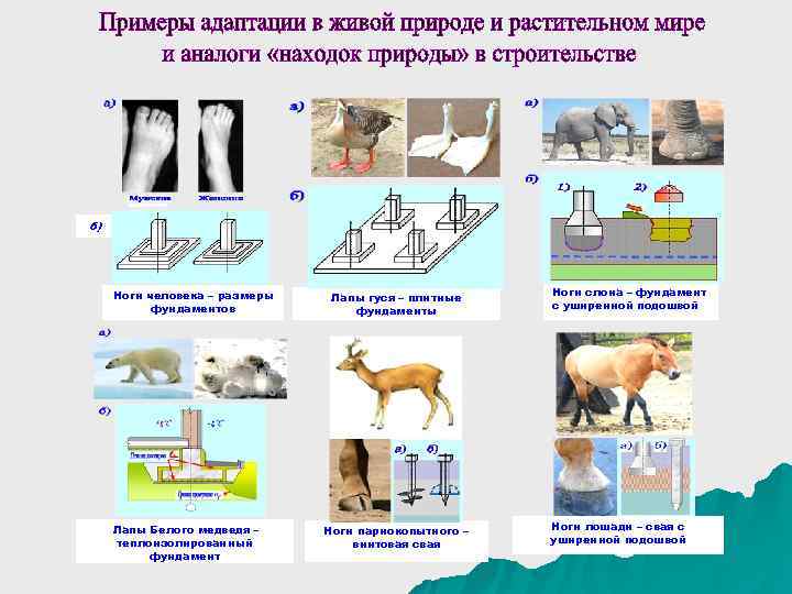 б) Ноги человека – размеры Ноги слона – фундамент Лапы гуся – плитные фундаментов