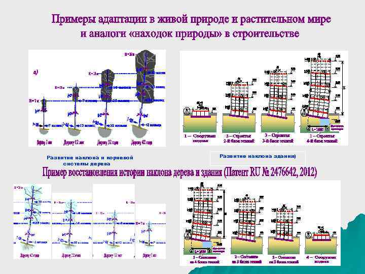 Развитие наклона и корневой Развитие наклона здания) системы дерева 2) 