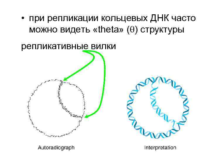  • при репликации кольцевых ДНК часто можно видеть «theta» ( ) структуры репликативные