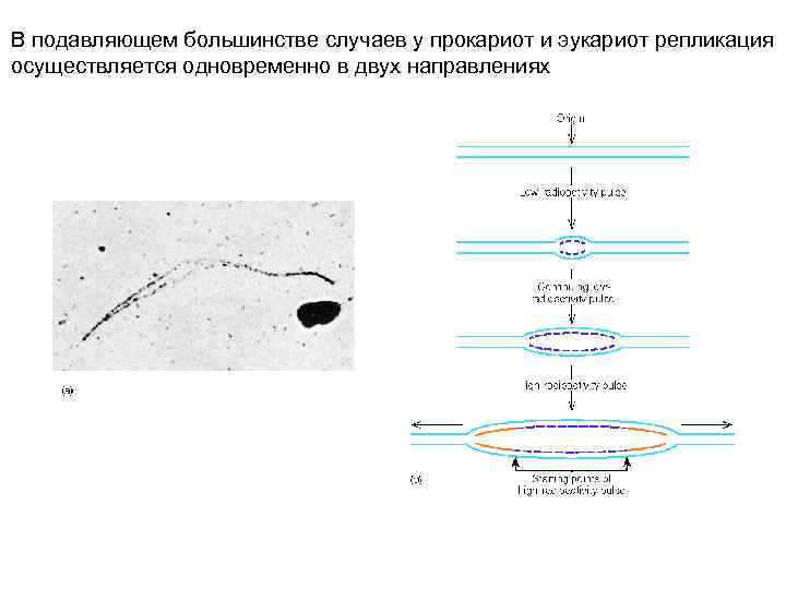 В подавляющем большинстве случаев у прокариот и эукариот репликация осуществляется одновременно в двух направлениях