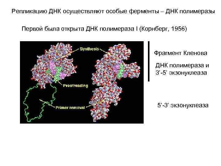 Репликацию ДНК осуществляют особые ферменты – ДНК полимеразы Первой была открыта ДНК полимераза I