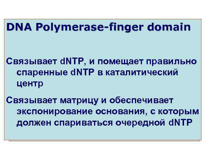 DNA Polymerase-finger domain Fingers Thumb DNA Polymerase-palm domain Связывает d. NTP, и помещает один