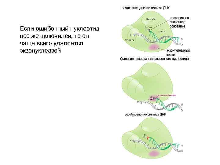 Если ошибочный нуклеотид все же включился, то он чаще всего удаляется экзонуклеазой 