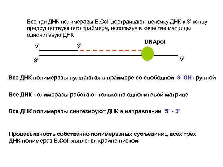  Все три ДНК полимеразы E. Coli достраивают цепочку ДНК к 3’ концу предсуществующего