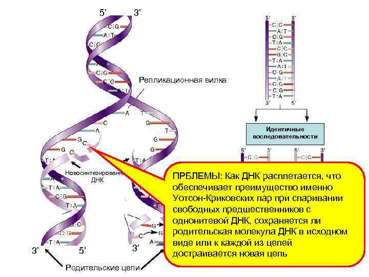 Использование днк как флешки