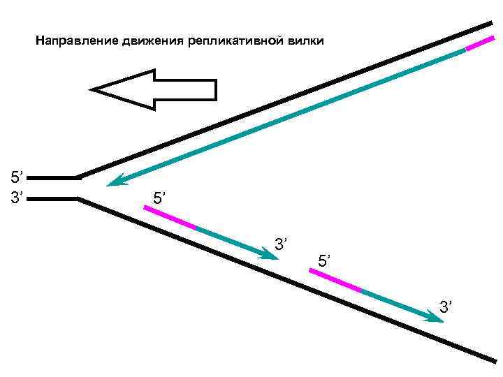  Направление движения репликативной вилки 5’ 3’ 5’ 3’ 5’ 3’ 