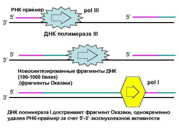 Днк проект пермь