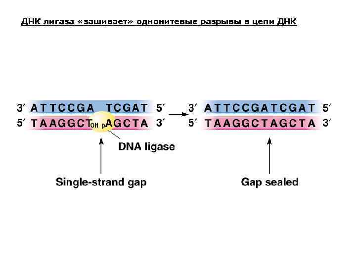 ДНК лигаза «зашивает» однонитевые разрывы в цепи ДНК 