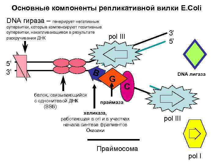  Основные компоненты репликативной вилки E. Coli DNA гираза – генерирует негативные супервитки, которые