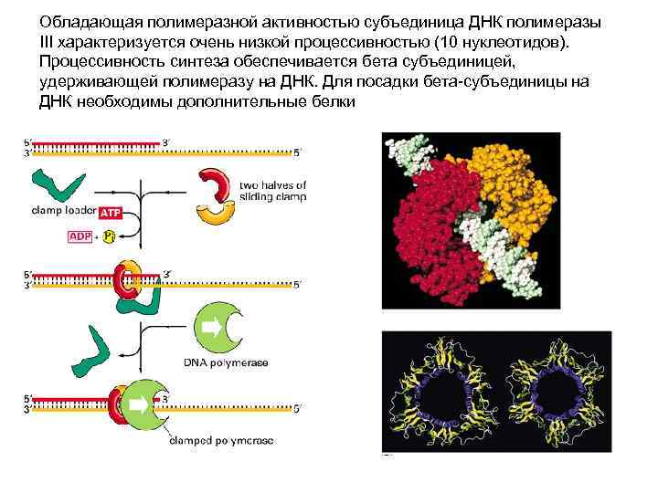 Обладающая полимеразной активностью субъединица ДНК полимеразы III характеризуется очень низкой процессивностью (10 нуклеотидов). Процессивность