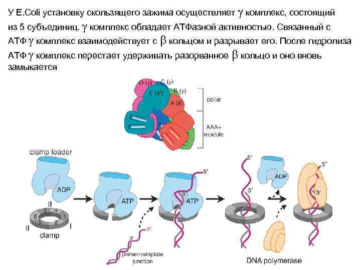 У E. Coli установку скользящего зажима осуществляет g комплекс, состоящий из 5 субъединиц. g