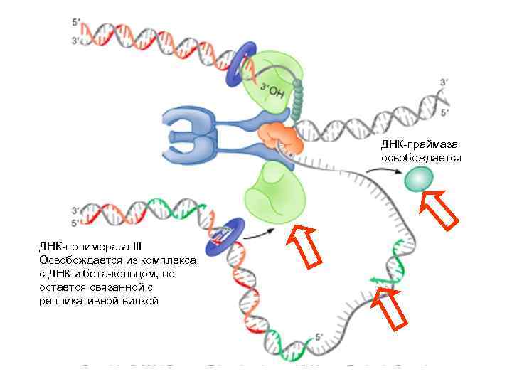  ДНК-праймаза освобождается ДНК-полимераза III Освобождается из комплекса с ДНК и бета-кольцом, но остается