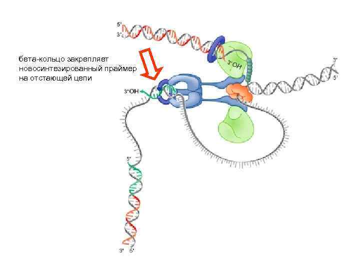 бета-кольцо закрепляет новосинтезированный праймер на отстающей цепи 