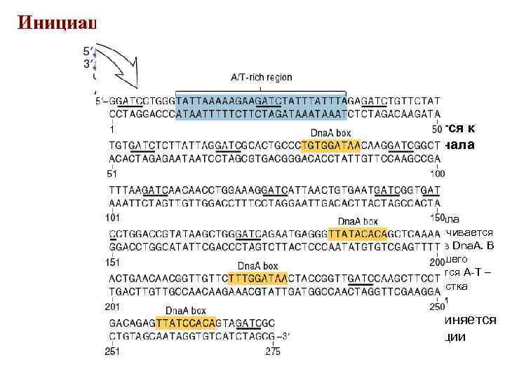 Инициация репликации ДНК на ori. C • Белки Dna. A присоединяются к Dna. A