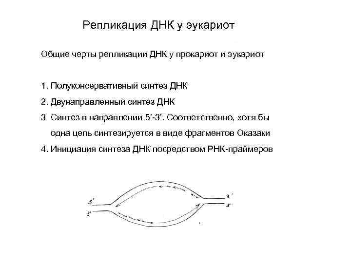 Репликация у прокариот. Репликация ДНК У прокариот схема. Принципы репликации прокариот. Репликация ДНК. Особенности репликации у эукариот.. Репликация бактерий.