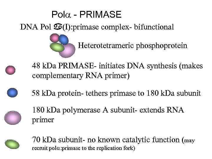  Pol - PRIMASE DNA Pol (I): primase complex- bifunctional Heterotetrameric phosphoprotein 48 k.