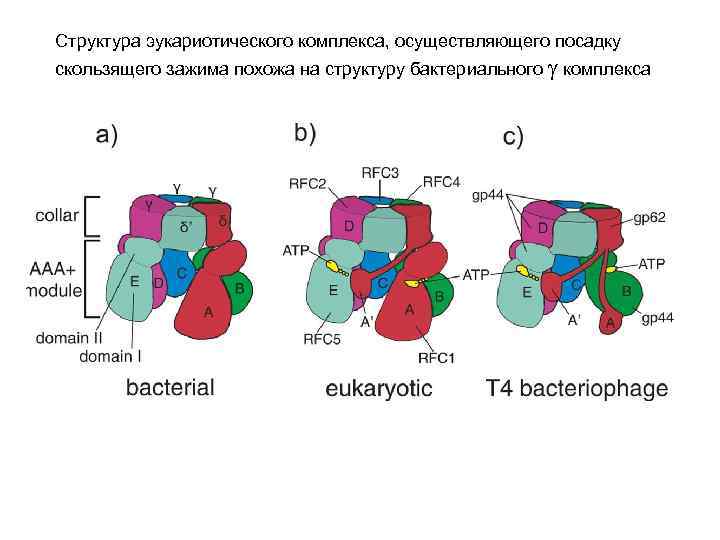 Структура эукариотического комплекса, осуществляющего посадку скользящего зажима похожа на структуру бактериального g комплекса 