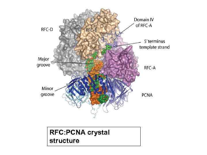 RFC: PCNA crystal structure 