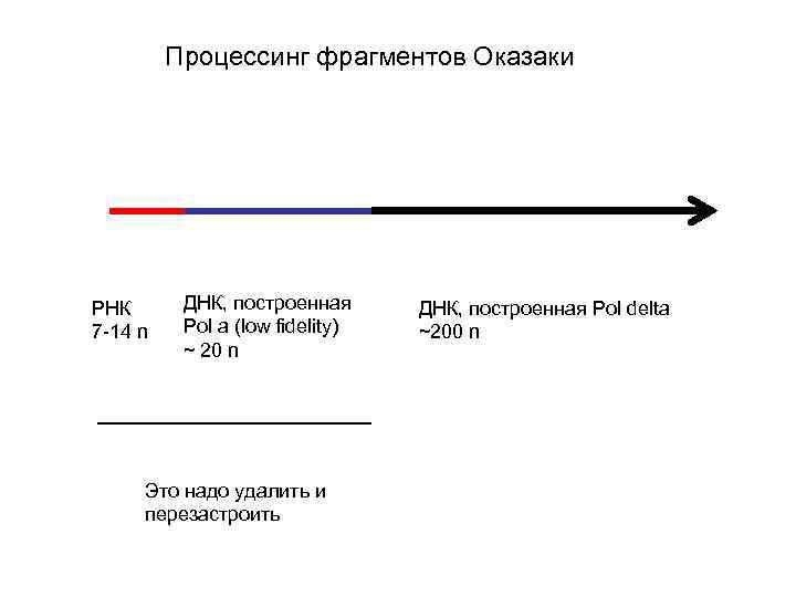  Процессинг фрагментов Оказаки РНК ДНК, построенная Pol delta 7 -14 n Pol a