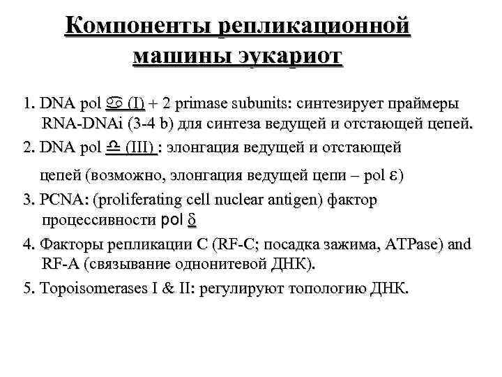  Компоненты репликационной машины эукариот 1. DNA pol (I) + 2 primase subunits: синтезирует