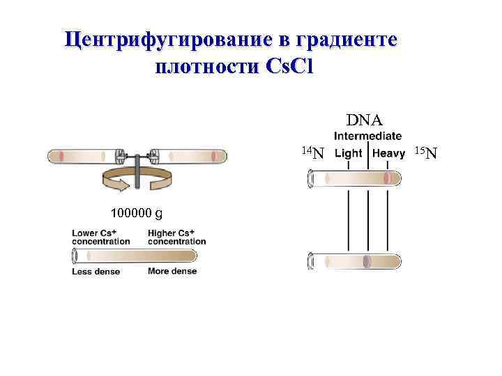 Центрифугирование в градиенте плотности Cs. Cl DNA 14 N 15 N 100000 g 