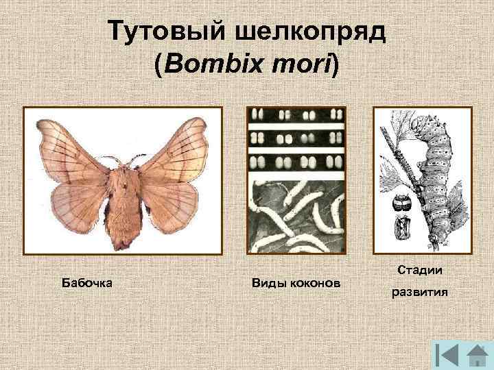  Тутовый шелкопряд (Bombix mori) Стадии Бабочка Виды коконов развития 