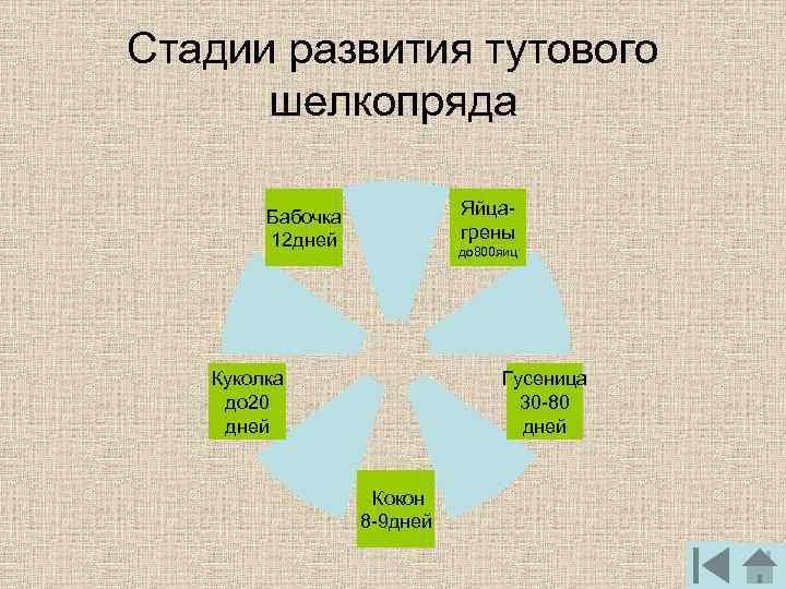 Стадии развития тутового шелкопряда Бабочка Яйца- 12 дней грены до 800 яиц Куколка Гусеница