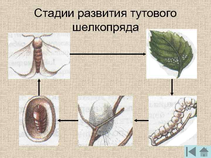 Стадии развития тутового шелкопряда 