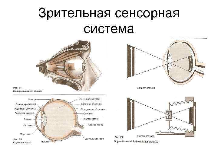 Зрительная сенсорная система картинки