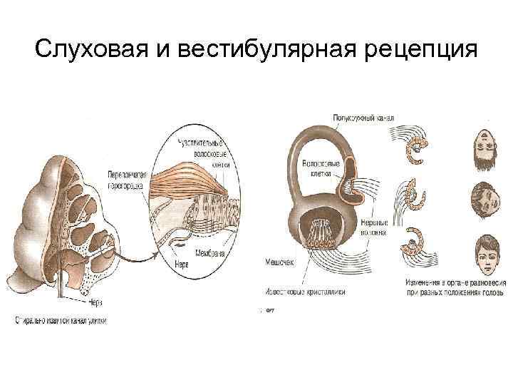 Слуховая и вестибулярная рецепция 