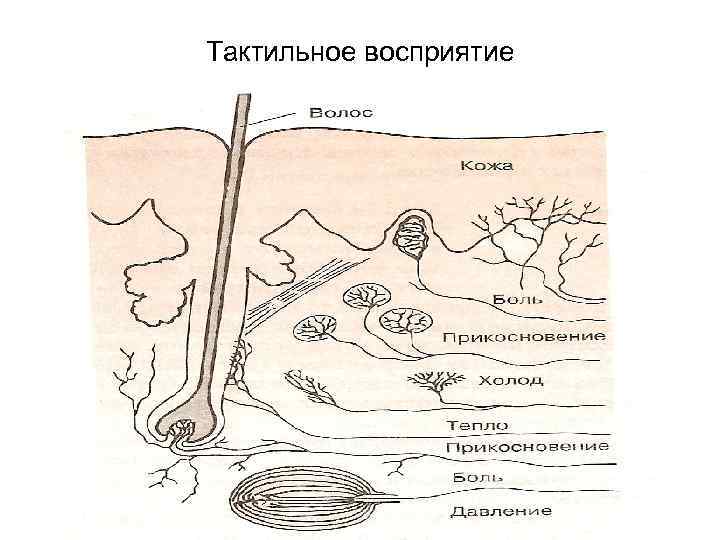 Тактильное восприятие 