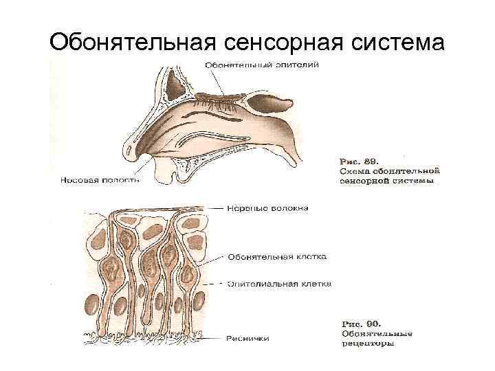 Блок схема обонятельного анализатора