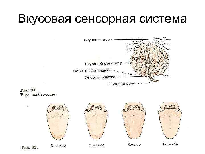 Вкусовая сенсорная система презентация