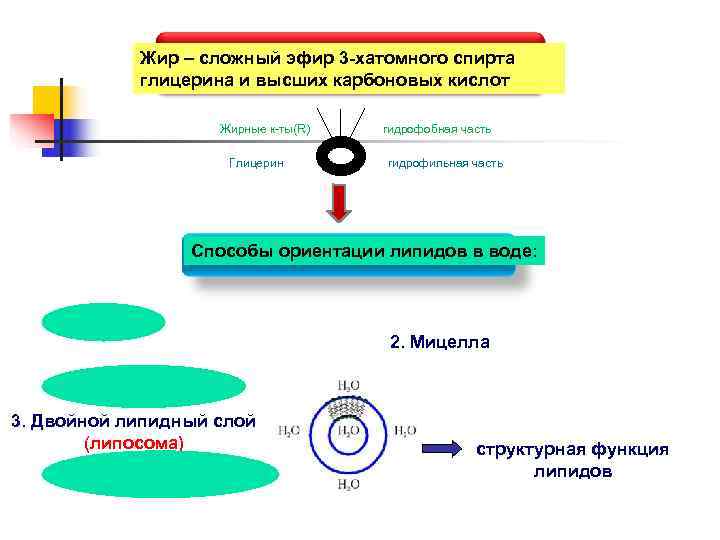Функции липидов n  Структурная 