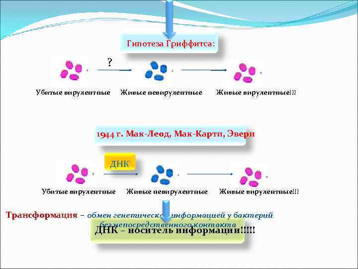      Гипотеза Гриффитса:     ?  
