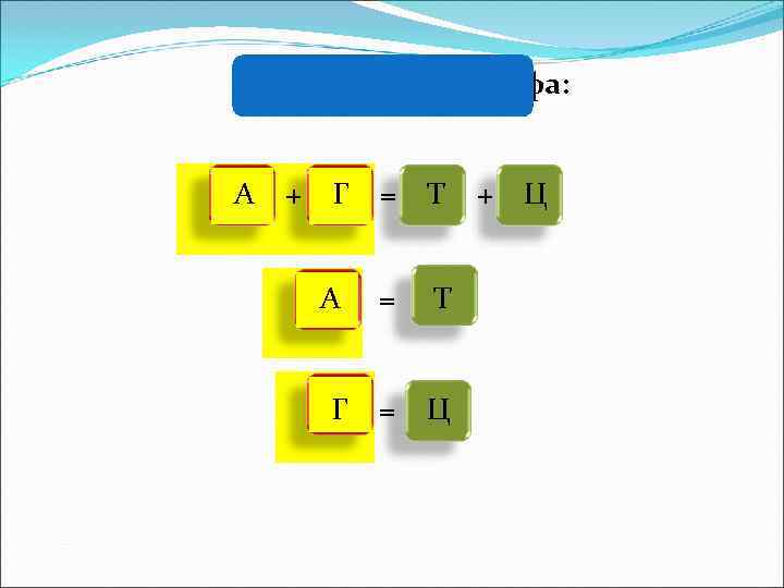   Правила Чаргаффа:  А  +  Г  =  Т