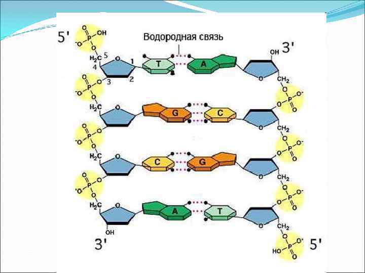    Структура ДНК      3 ‘конец  5